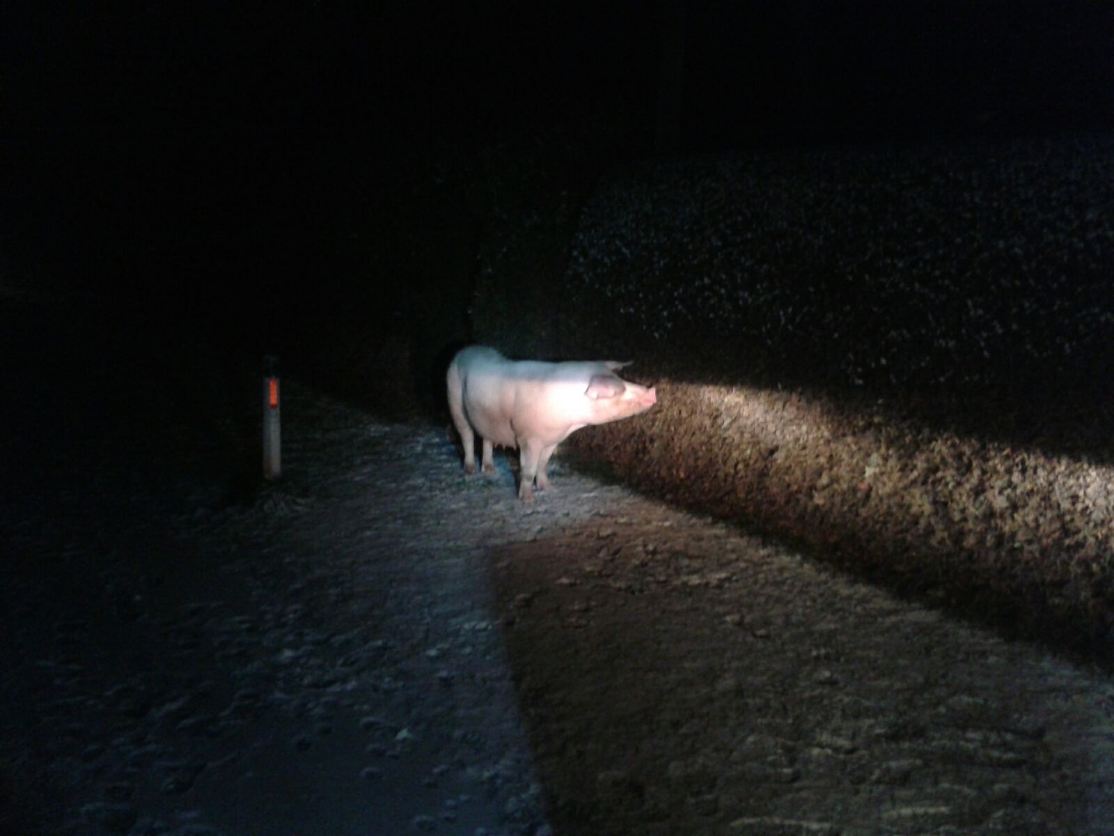 Schwein Empersdorf